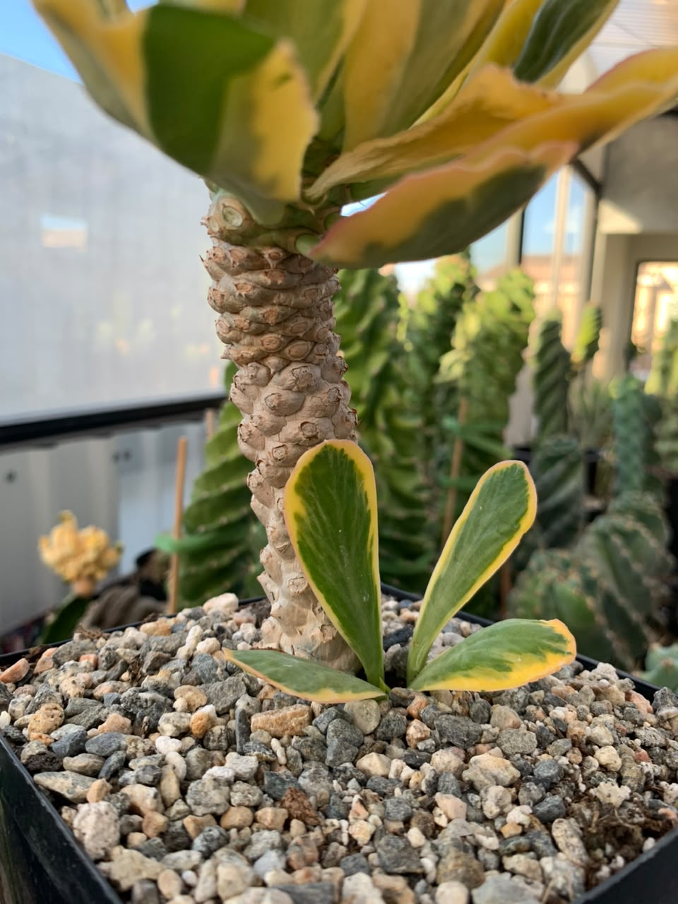 Euphorbia poissonii variegado