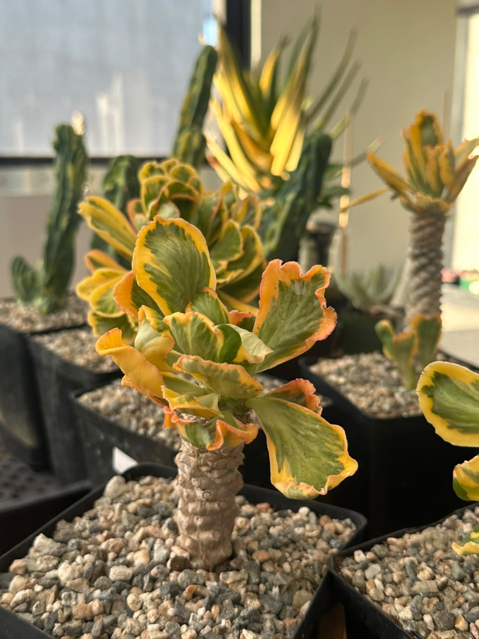 Euphorbia poissonii variegado