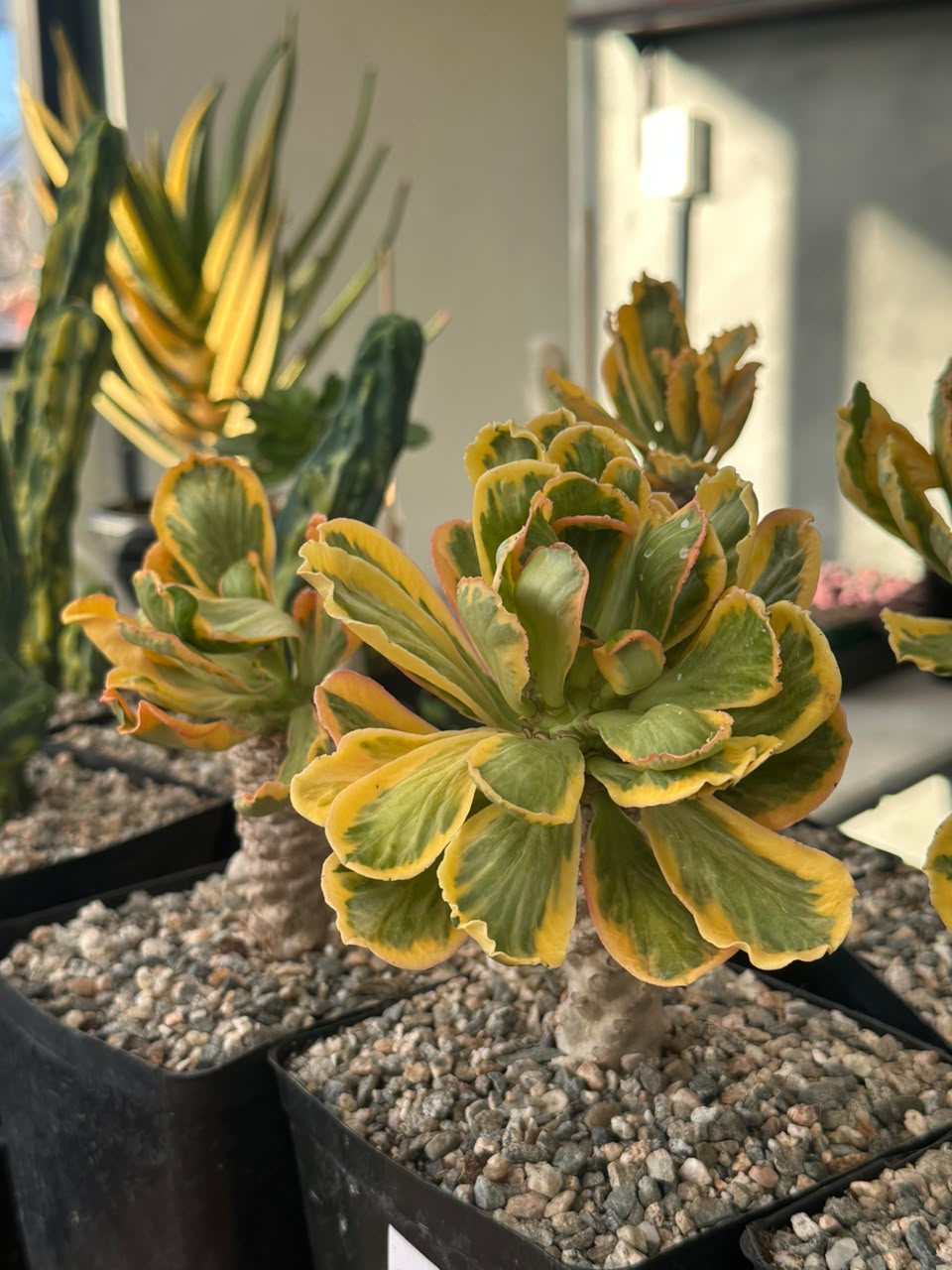 Euphorbia poissonii variegado