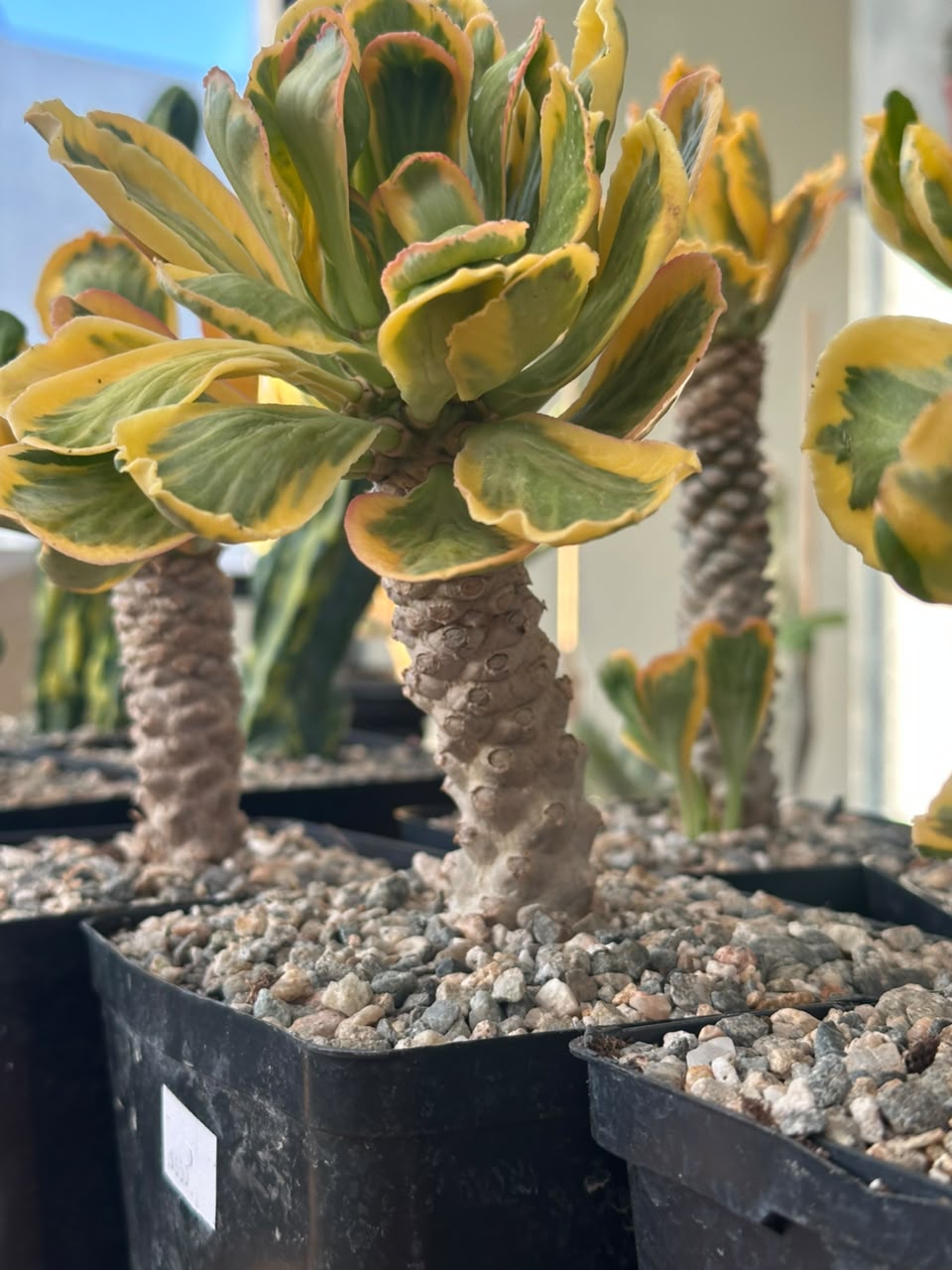 Euphorbia poissonii variegado