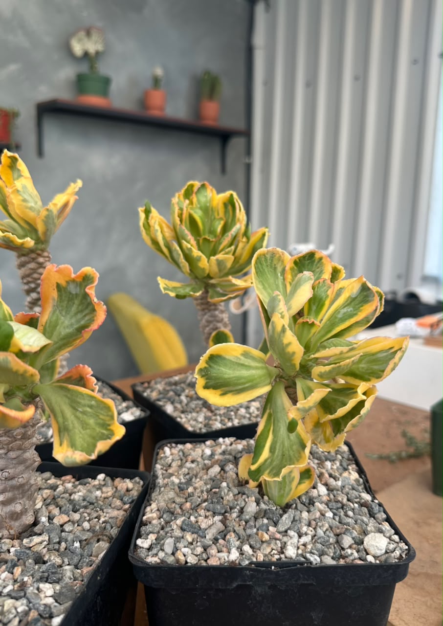 Euphorbia poissonii variegado