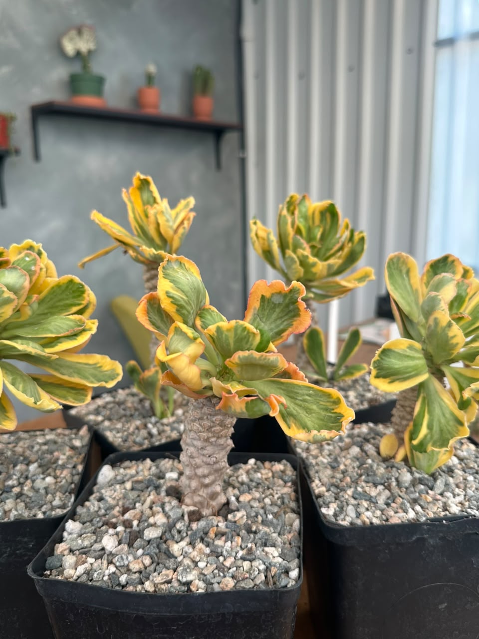 Euphorbia poissonii variegado