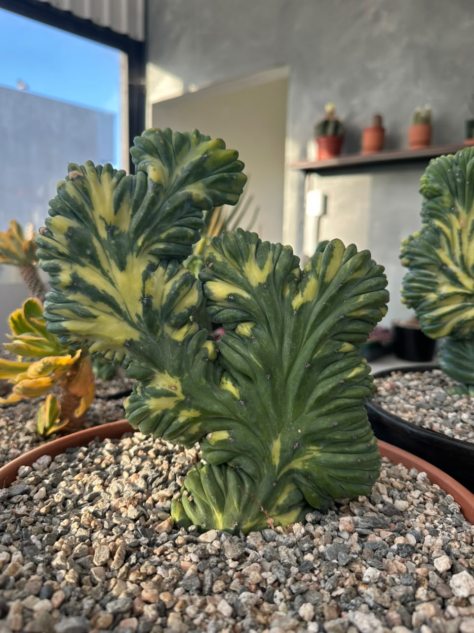 Cresta Myrtillocactus geometrizans variegado