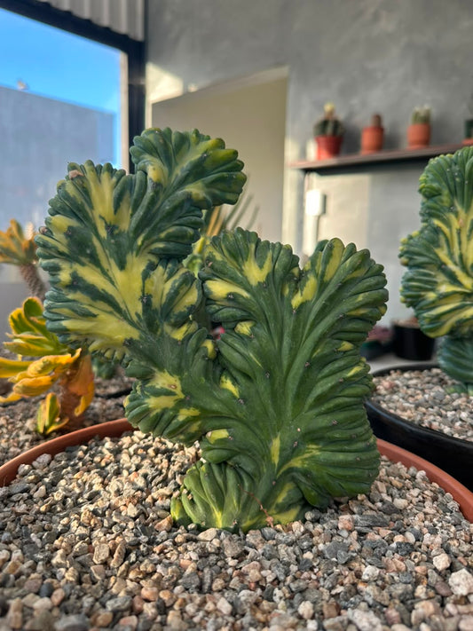 Cresta Myrtillocactus geometrizans variegado