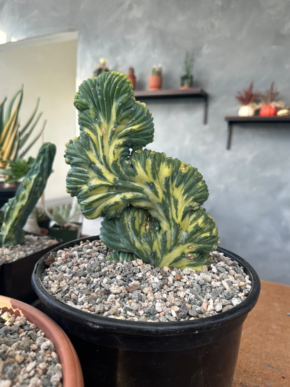 Cresta Myrtillocactus geometrizans variegado