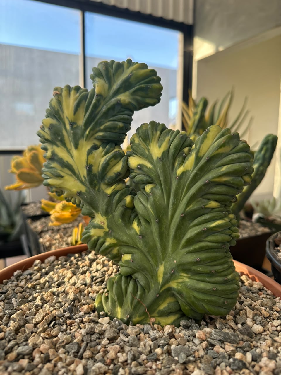 Cresta Myrtillocactus geometrizans variegado