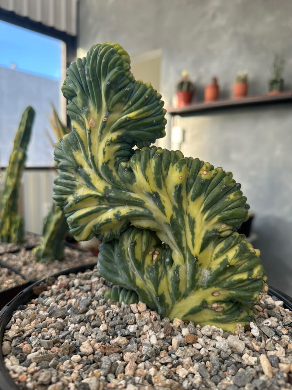 Cresta Myrtillocactus geometrizans variegado
