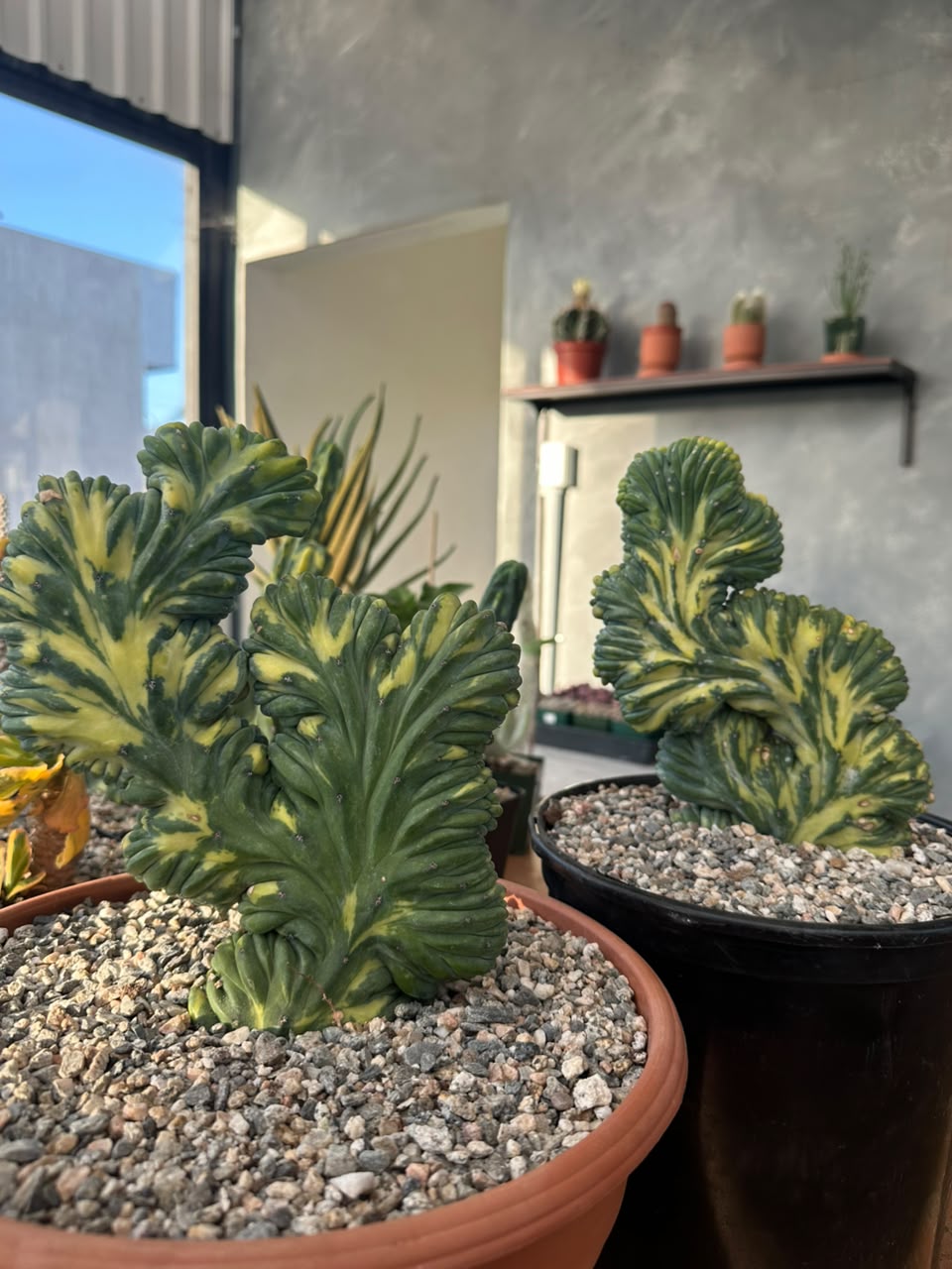 Cresta Myrtillocactus geometrizans variegado