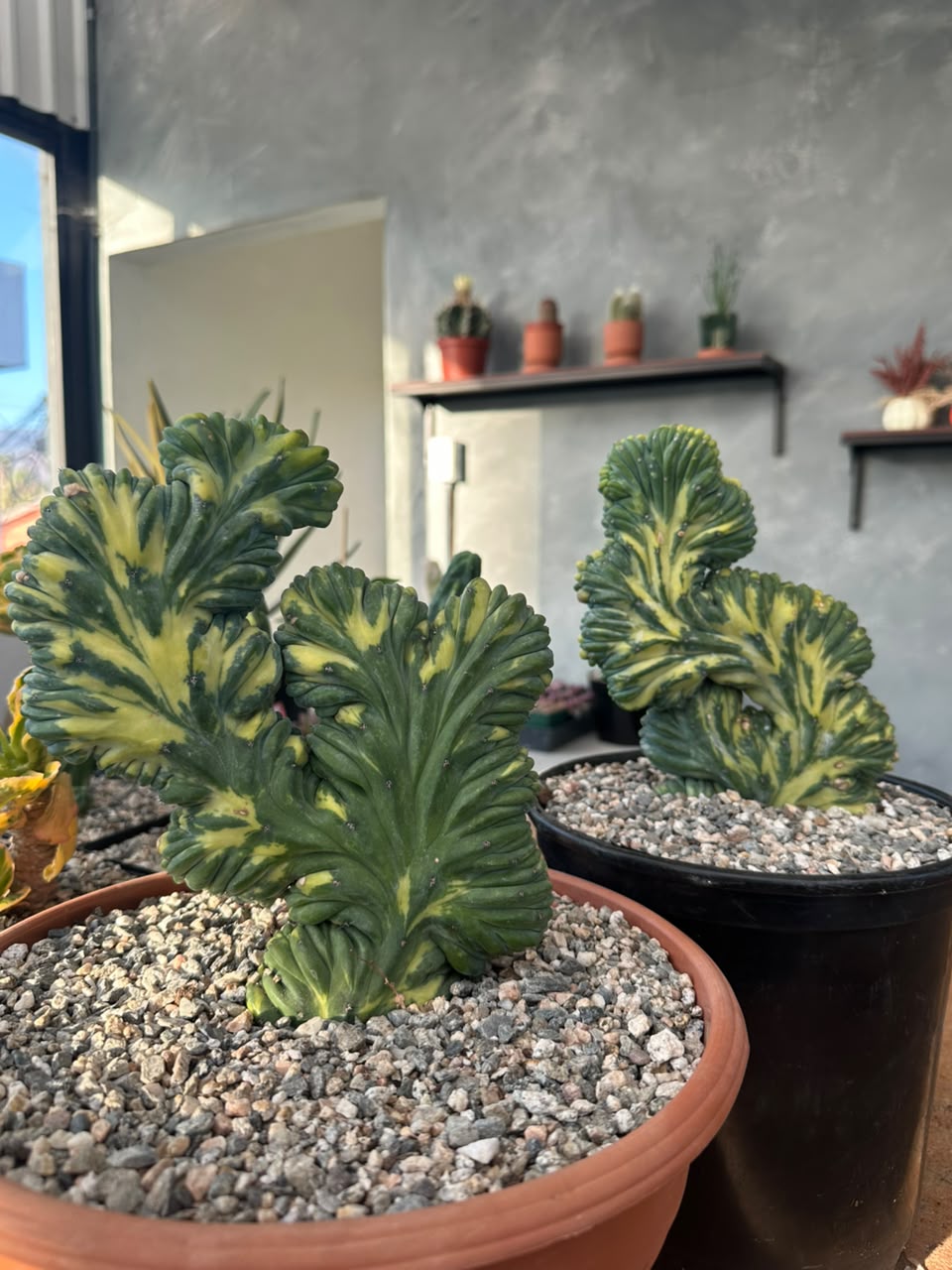 Cresta Myrtillocactus geometrizans variegado