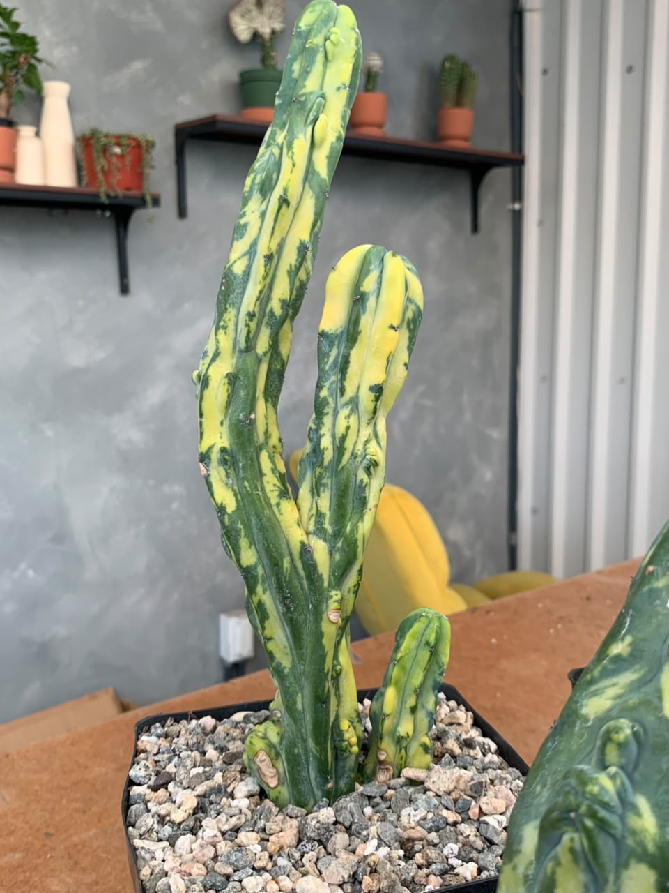 Myrtillocactus geometrizans mounstruoso variegado