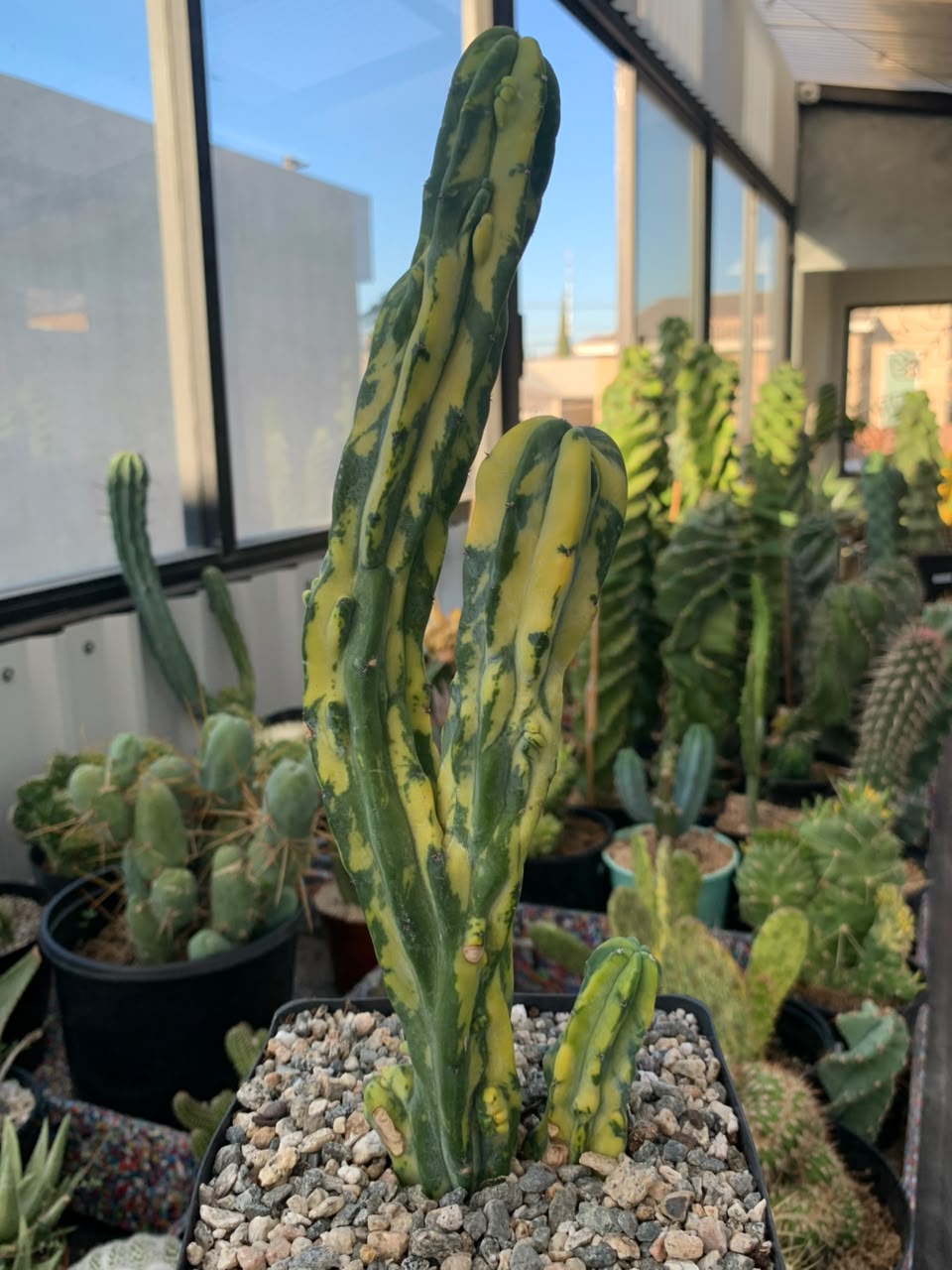 Myrtillocactus geometrizans mounstruoso variegado