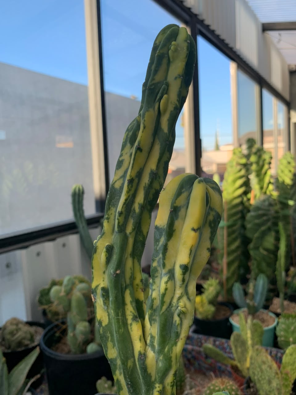 Myrtillocactus geometrizans mounstruoso variegado