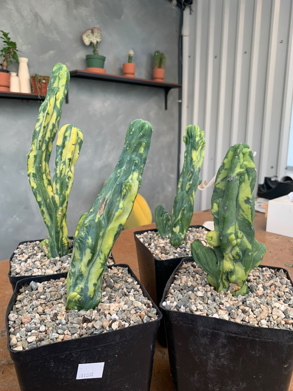 Myrtillocactus geometrizans mounstruoso variegado