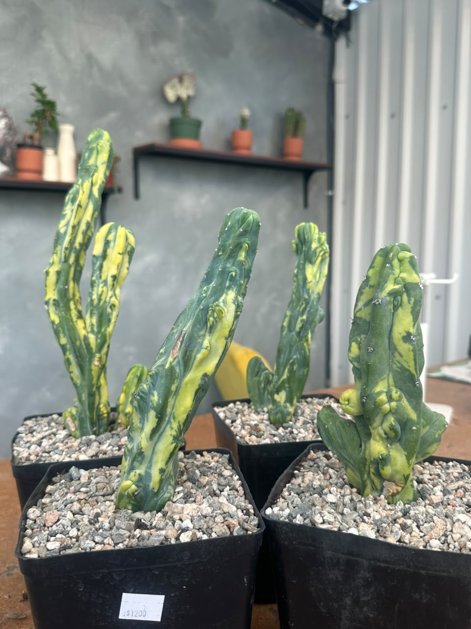 Myrtillocactus geometrizans mounstruoso variegado