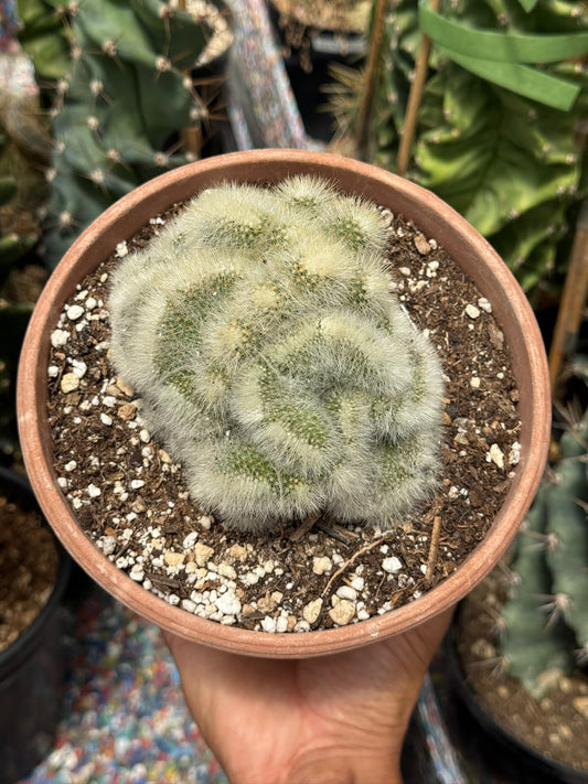 Mammillaria perbella cristata