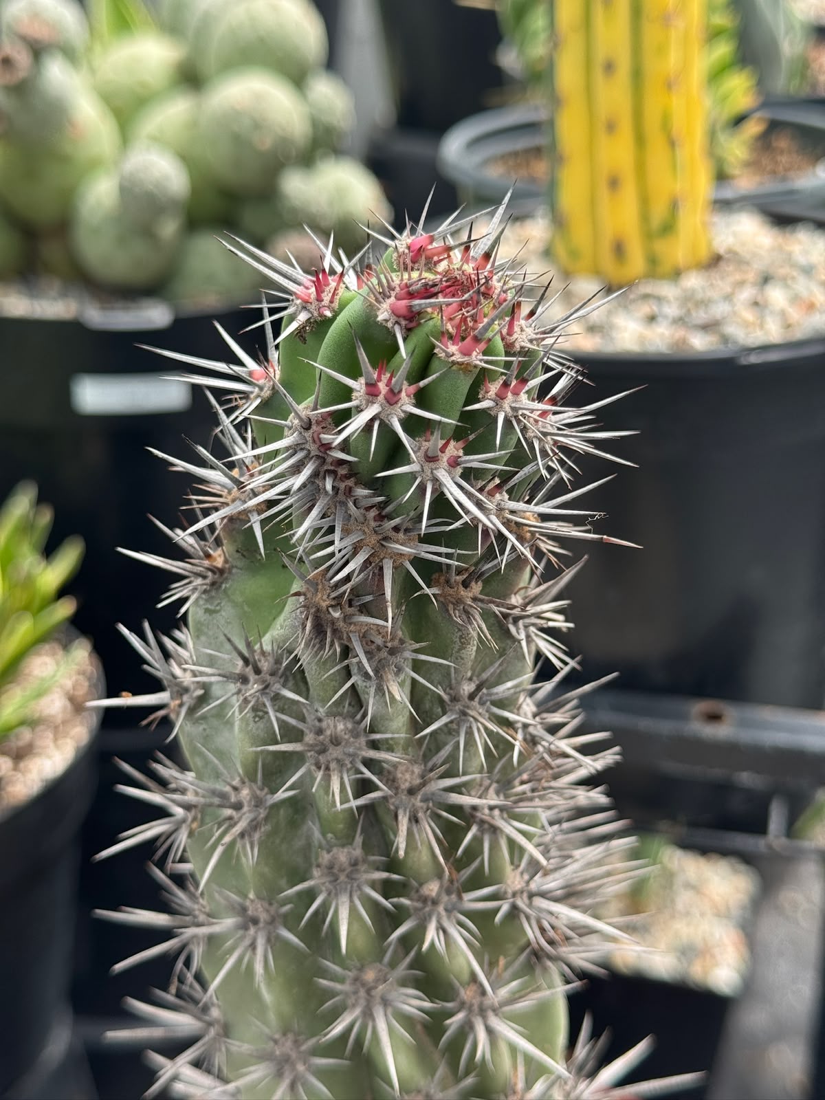 Stenocereus gummosus spiralis