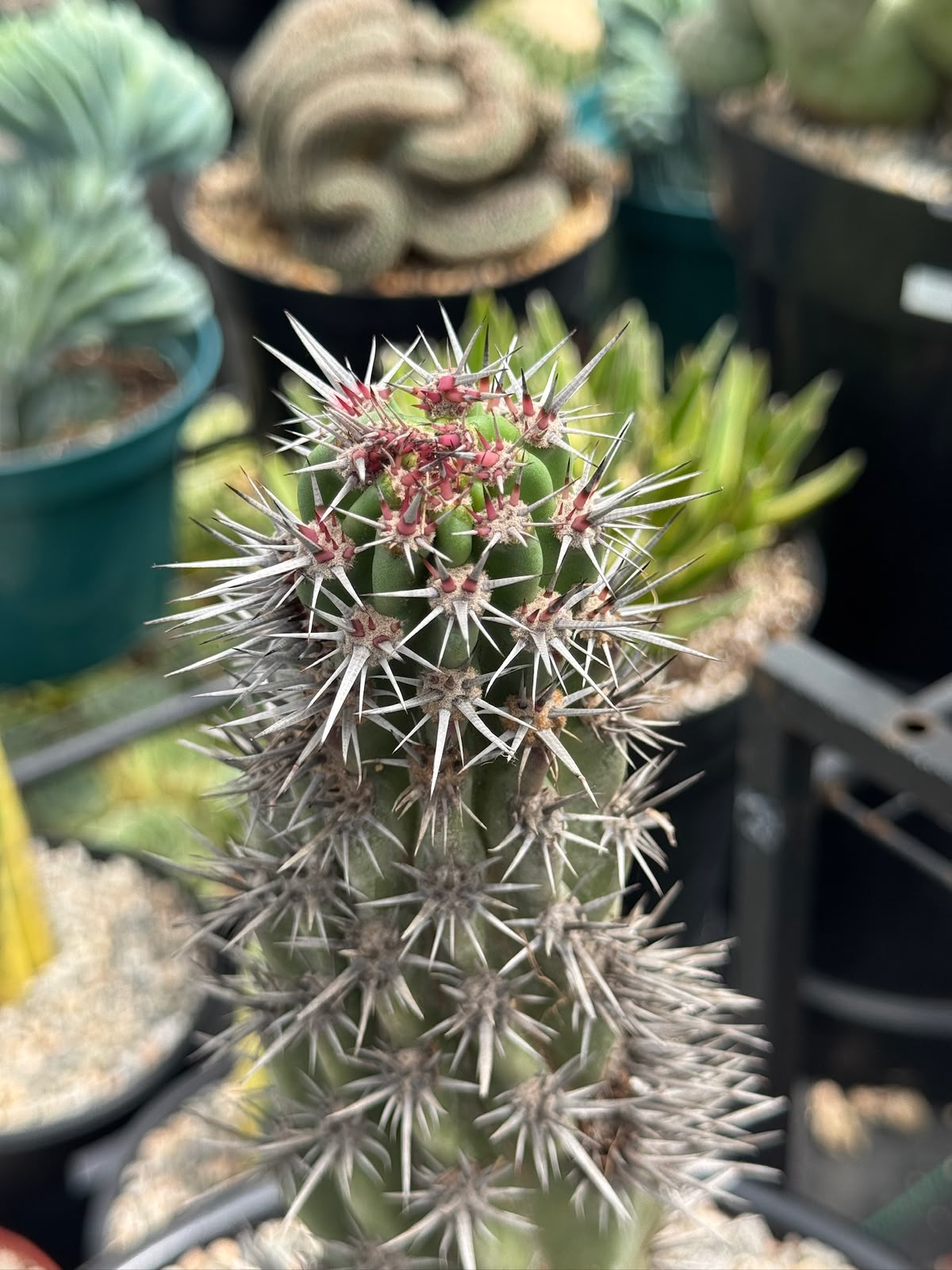 Stenocereus gummosus spiralis