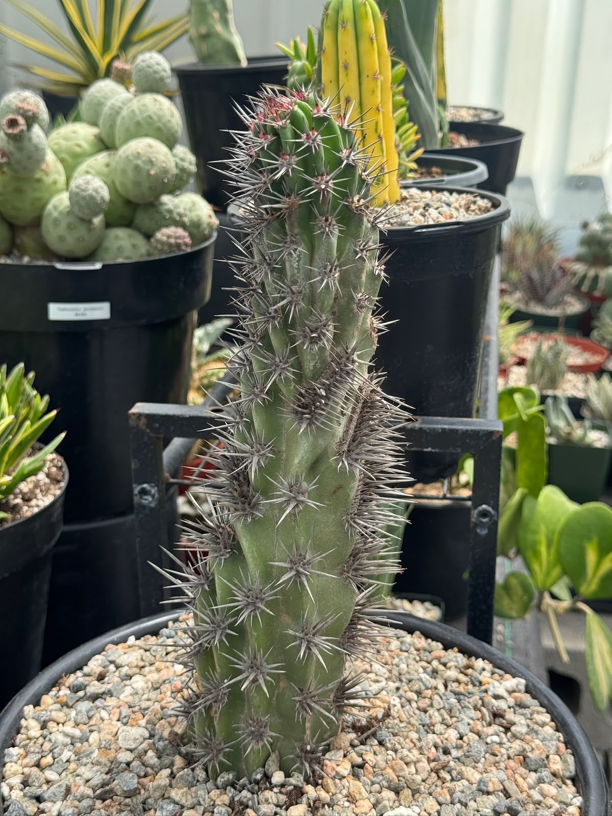 Stenocereus gummosus spiralis