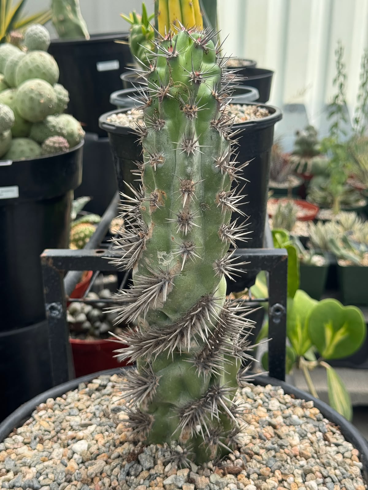 Stenocereus gummosus spiralis