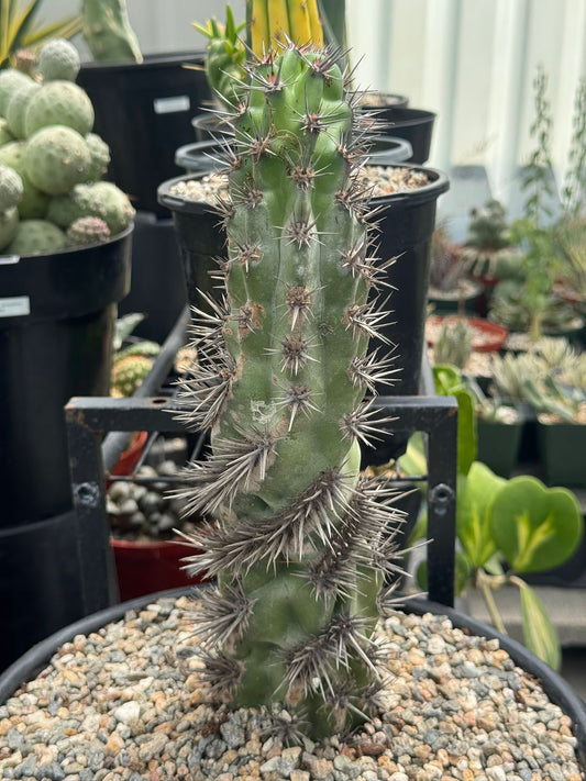 Stenocereus gummosus spiralis
