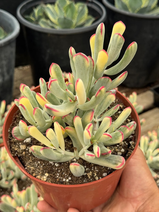 Cotyledon orbiculata var. Flanaganii 6”
