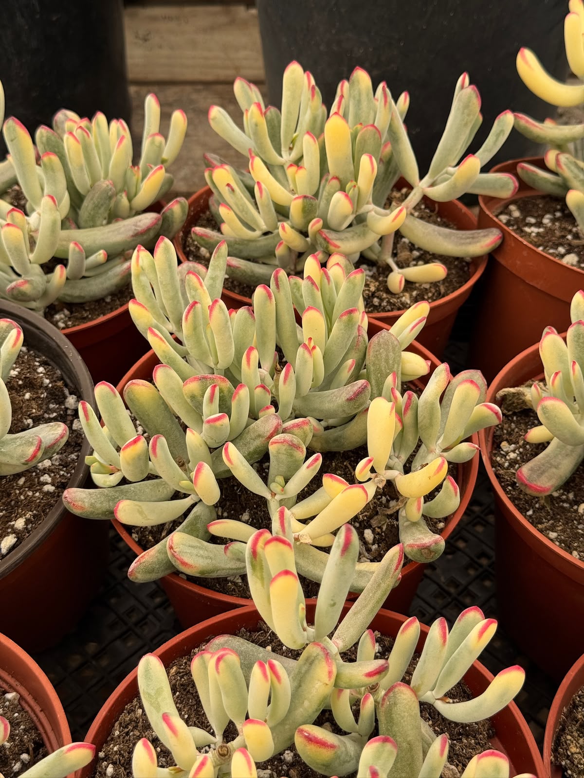 Cotyledon orbiculata var. Flanaganii 6”