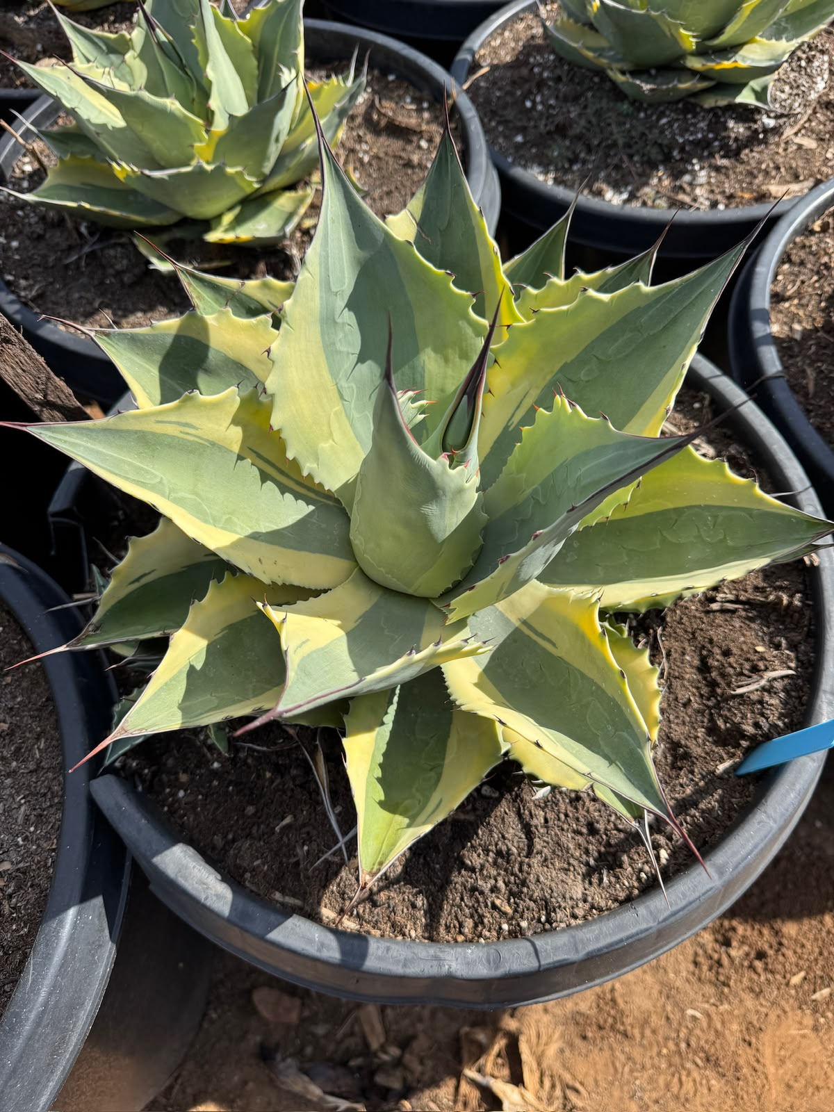 Agave ovatifolia ‘orca’ jumbo