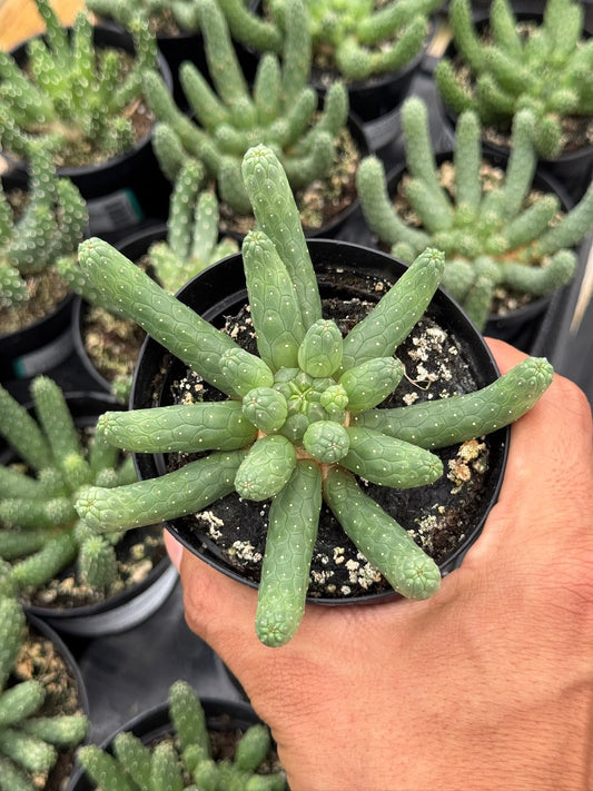 Euphorbia caput-medusa inermis 4"