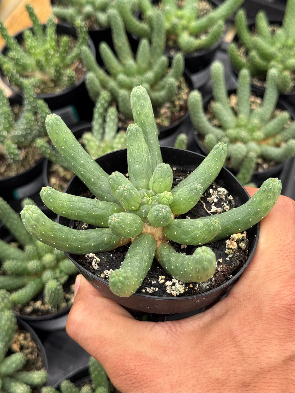 Euphorbia caput-medusa inermis 4"
