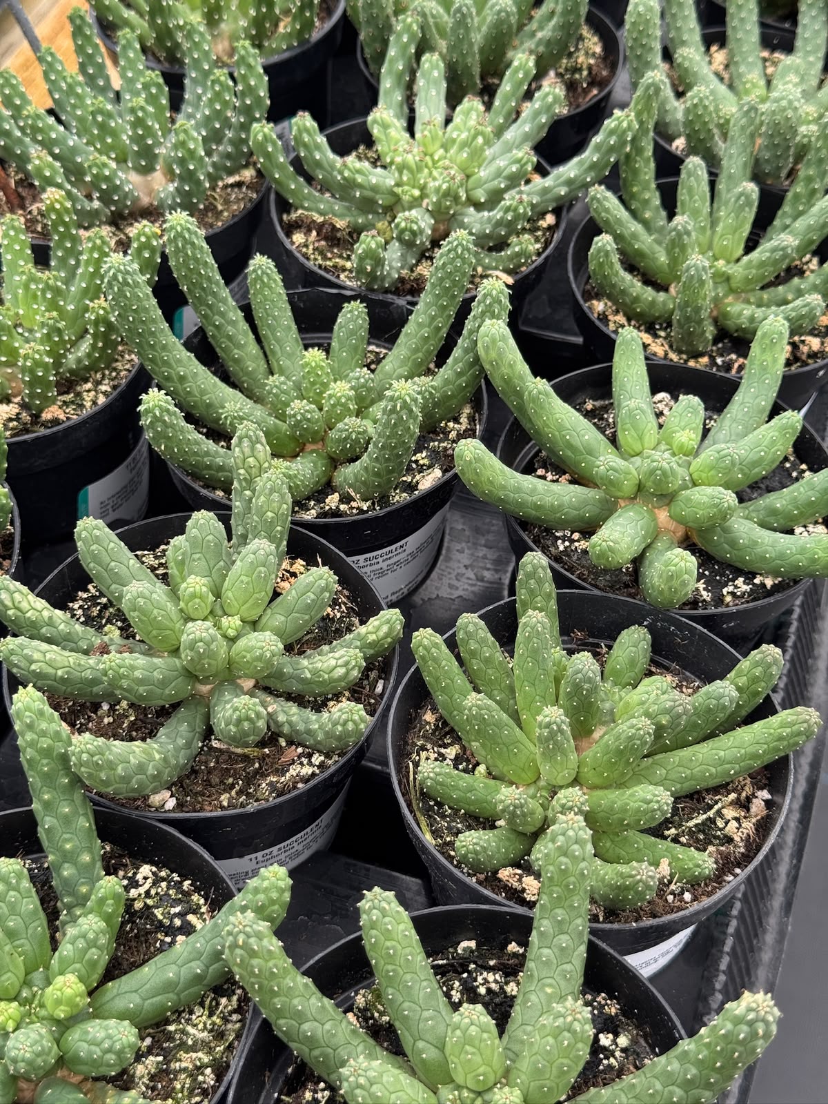Euphorbia caput-medusa inermis 4"