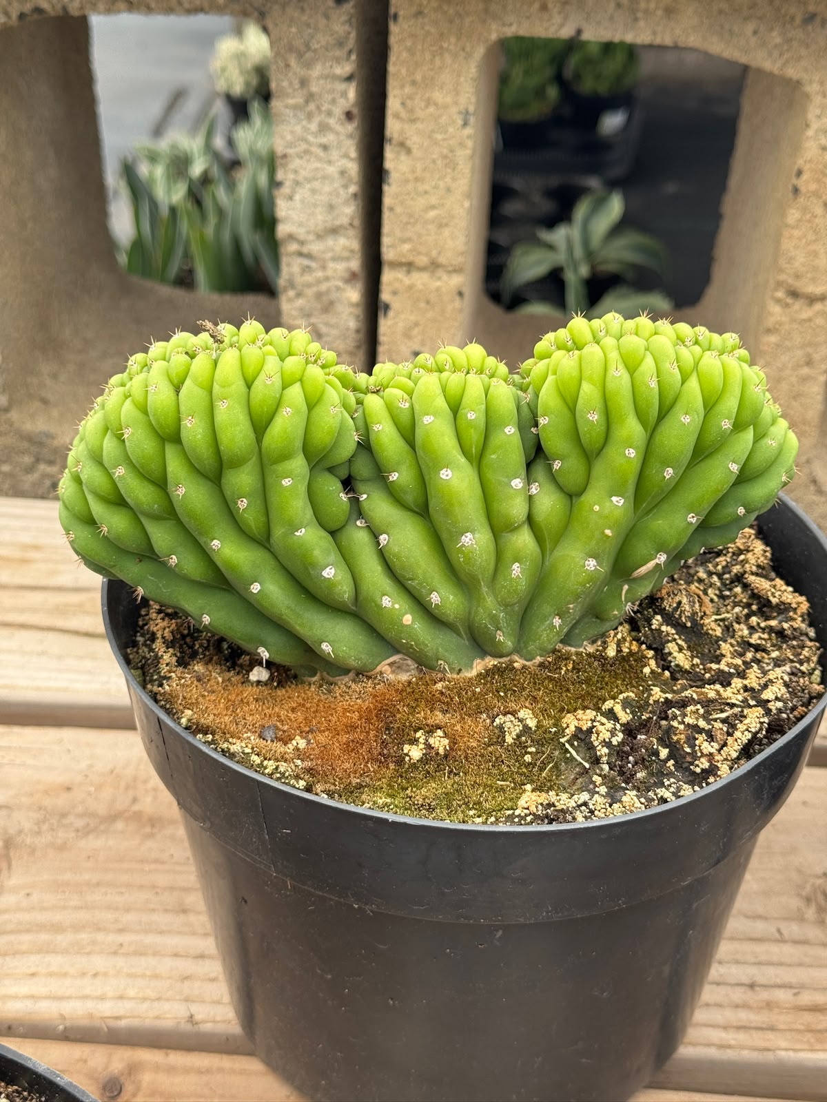 Cresta san Pedro 8”