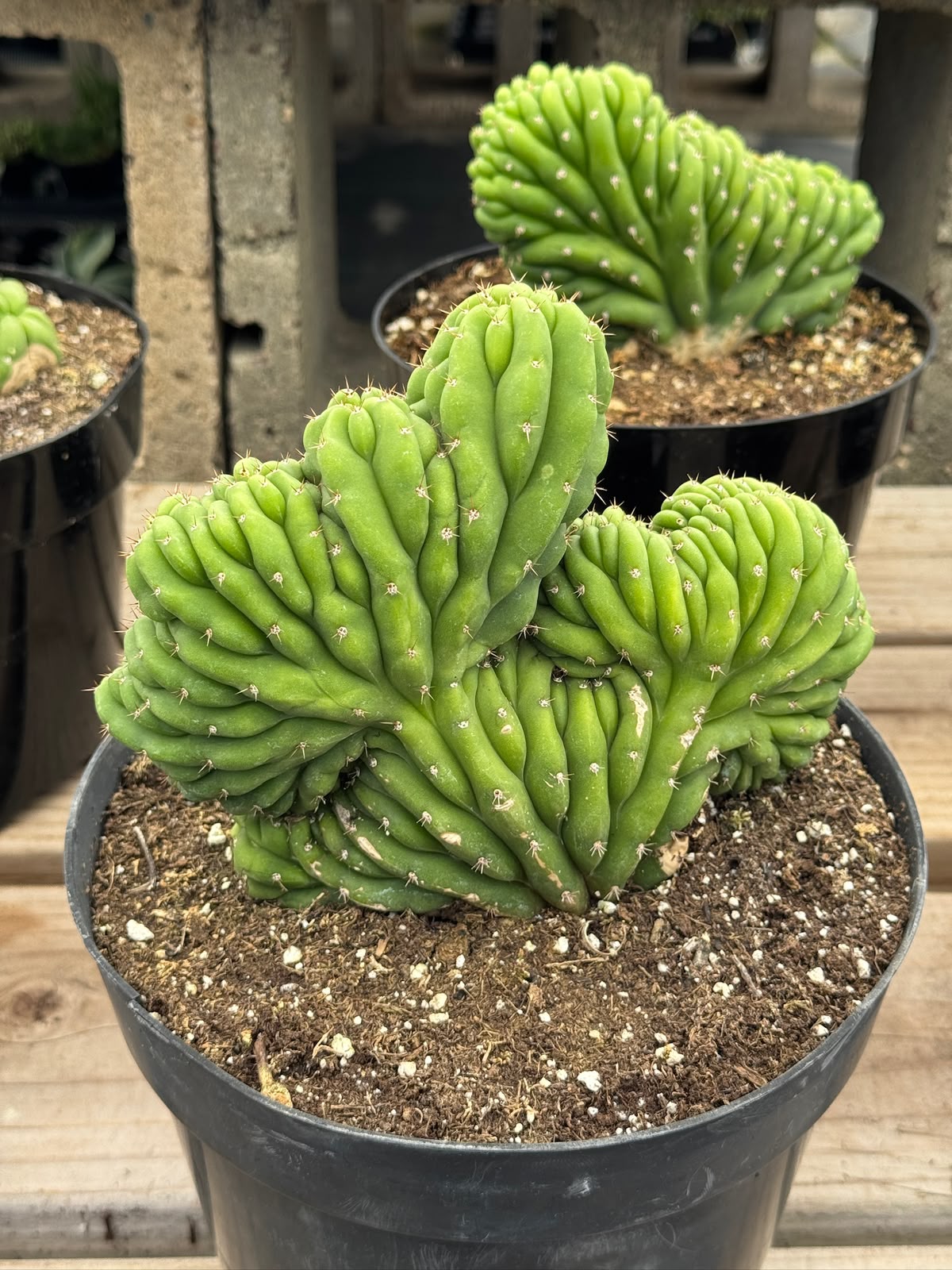 Cresta san Pedro 8”