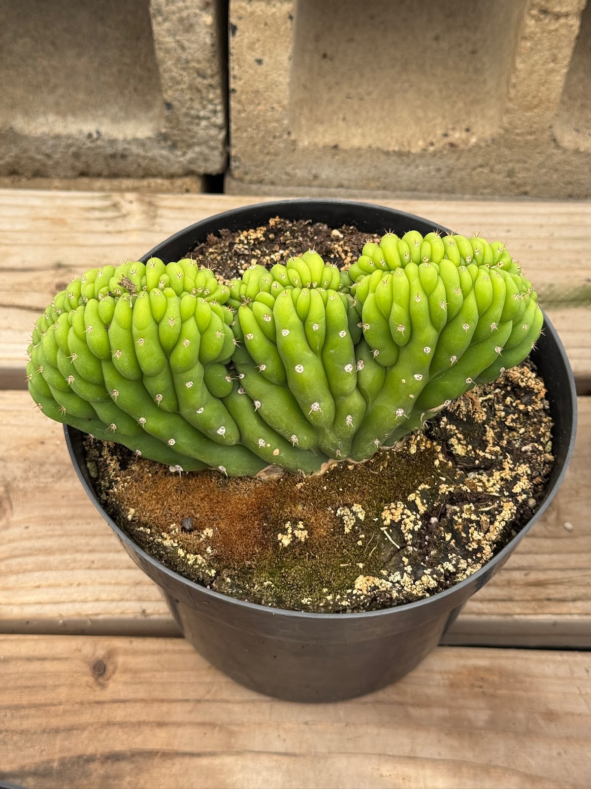 Cresta san Pedro 8”