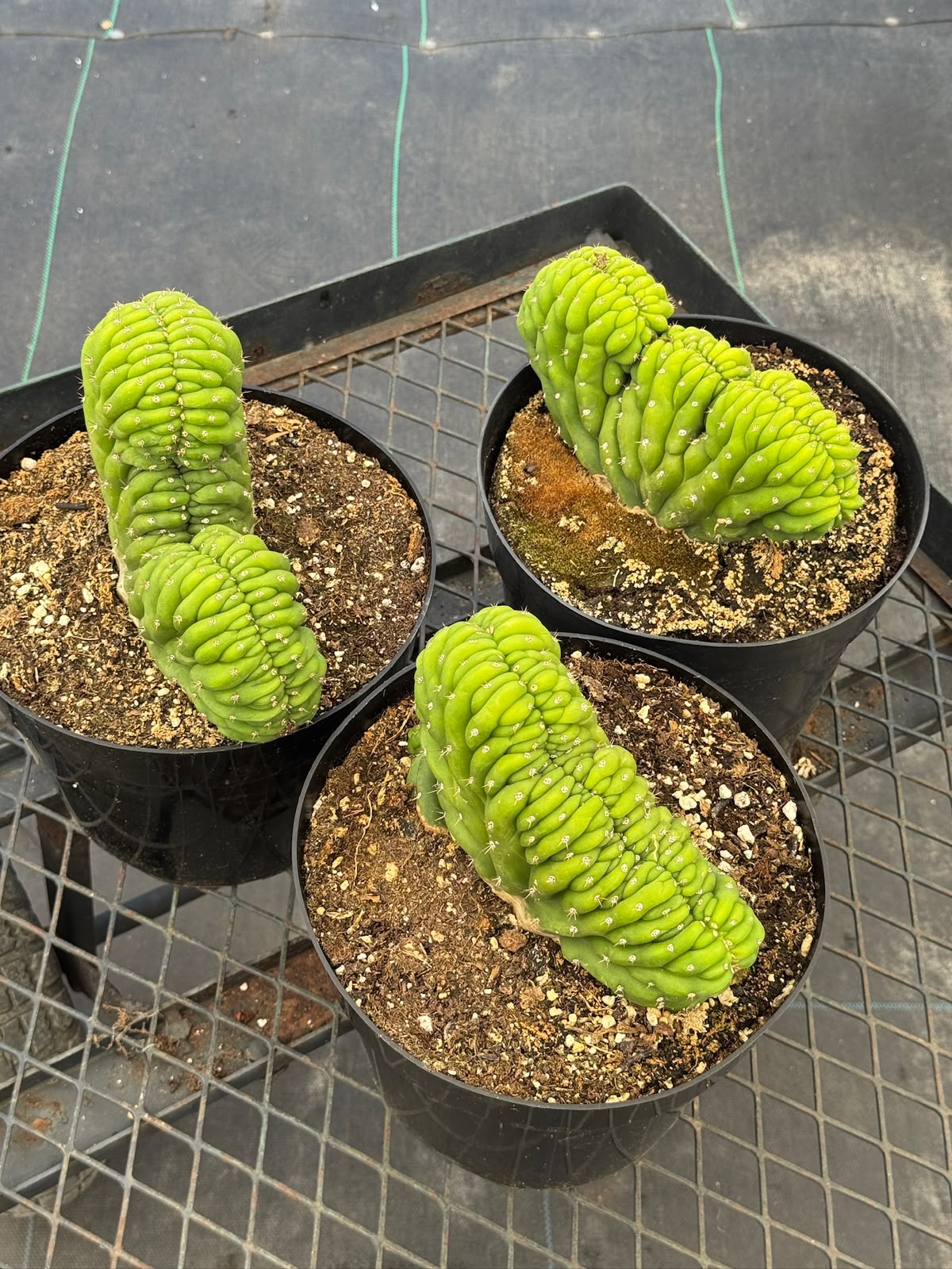 Cresta san Pedro 8”