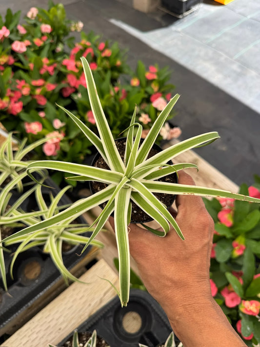 Agave bracteosa