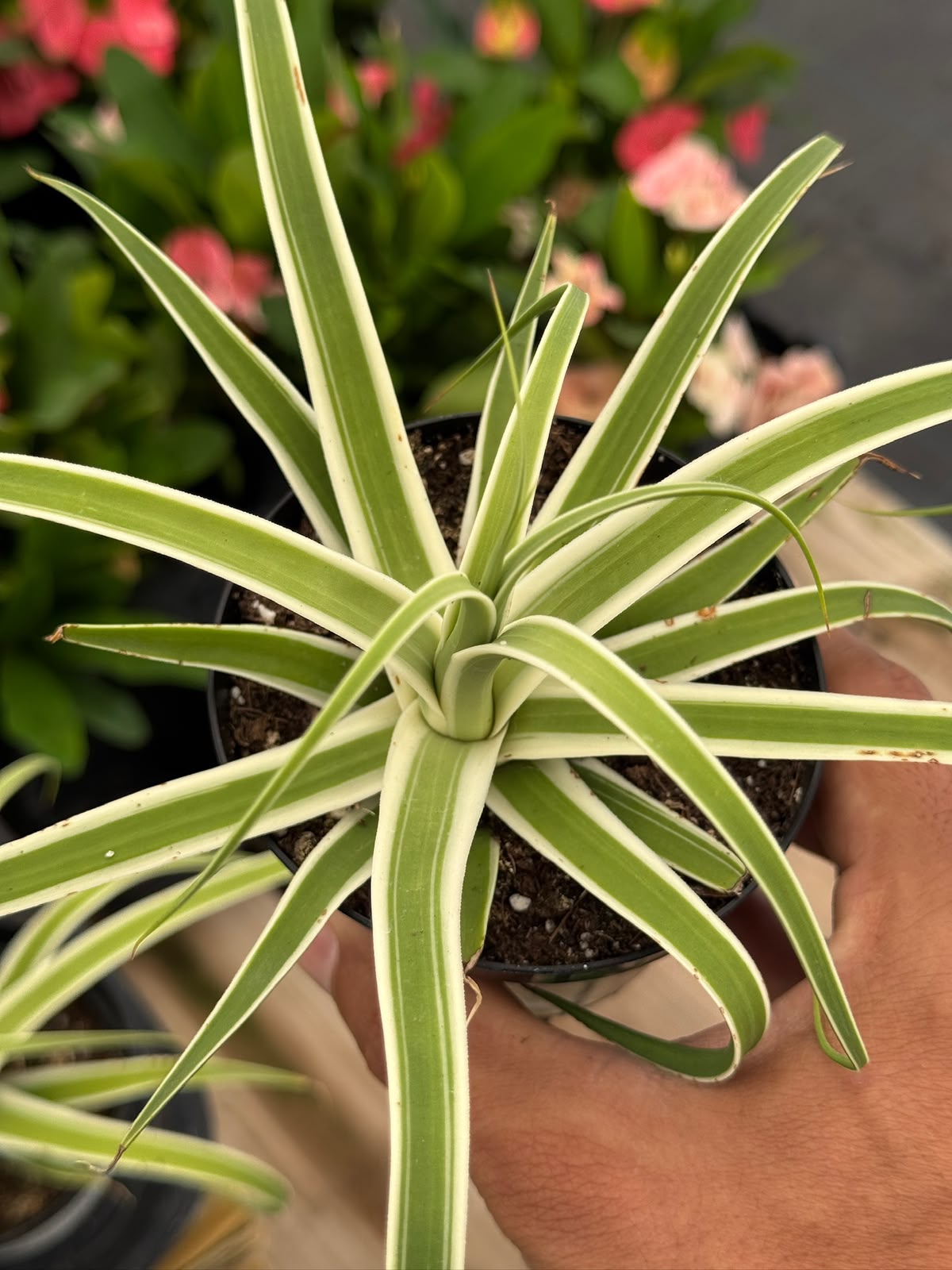 Agave bracteosa