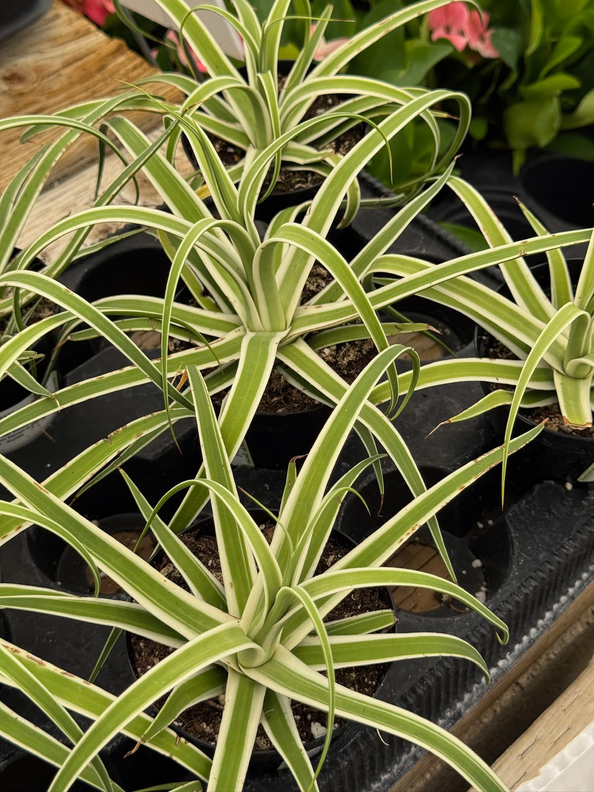 Agave bracteosa