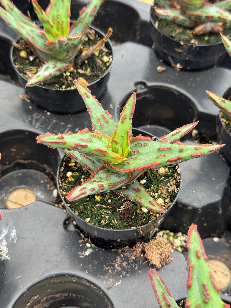 Aloe híbrido