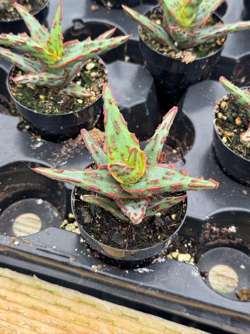 Aloe híbrido
