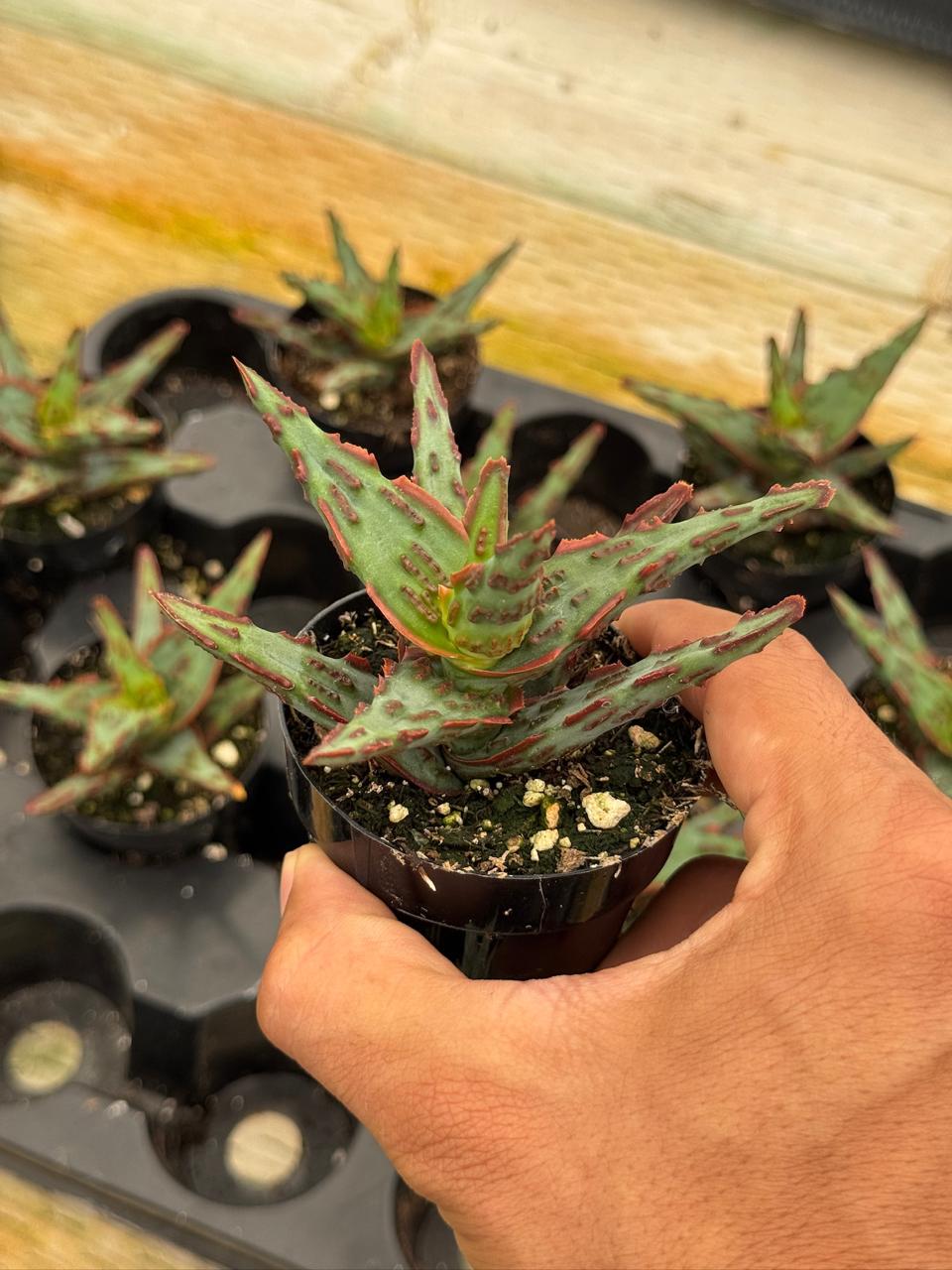 Aloe híbrido