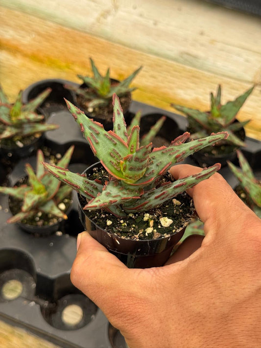Aloe híbrido