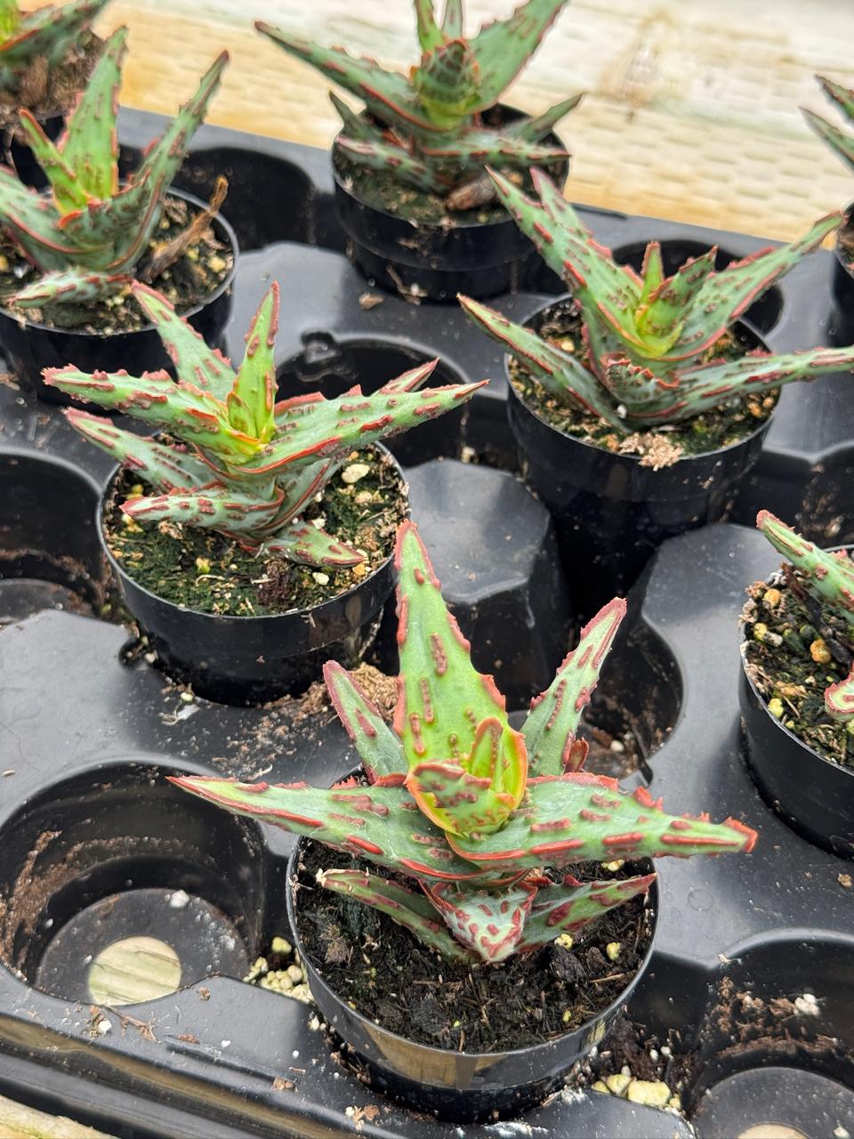 Aloe híbrido