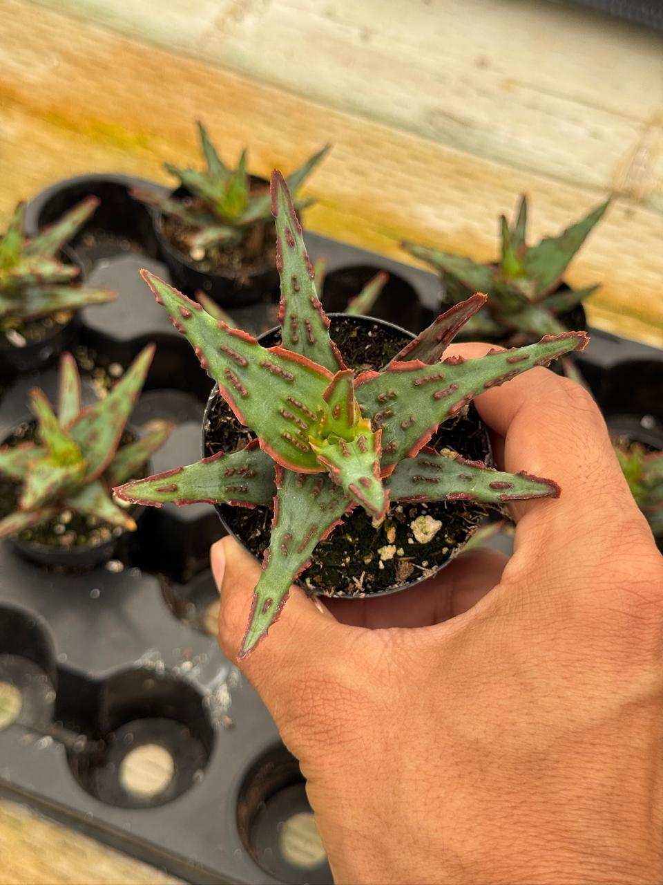 Aloe híbrido