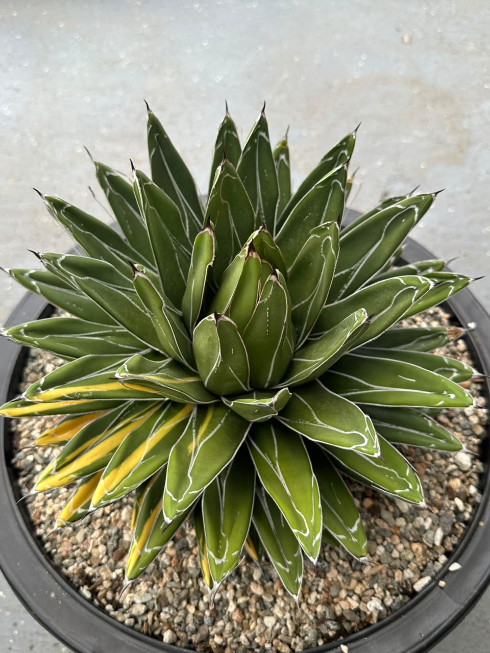 Agave Victoria reginae variegado