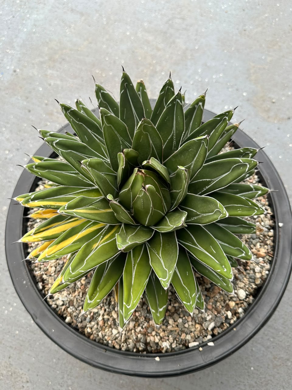Agave Victoria reginae variegado