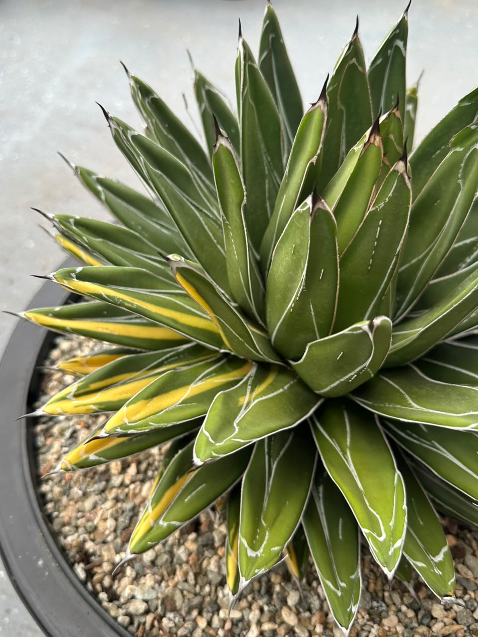 Agave Victoria reginae variegado
