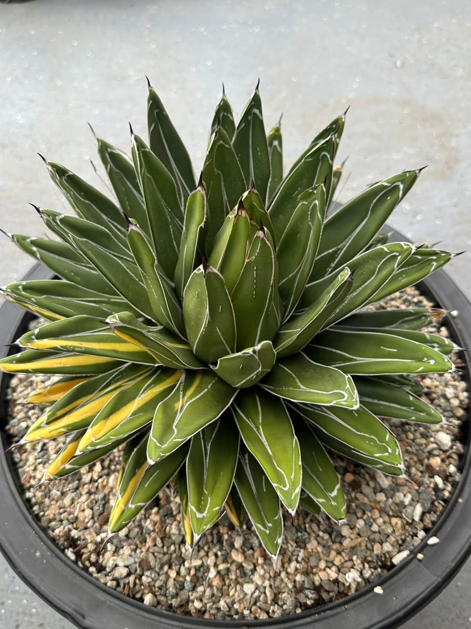 Agave Victoria reginae variegado