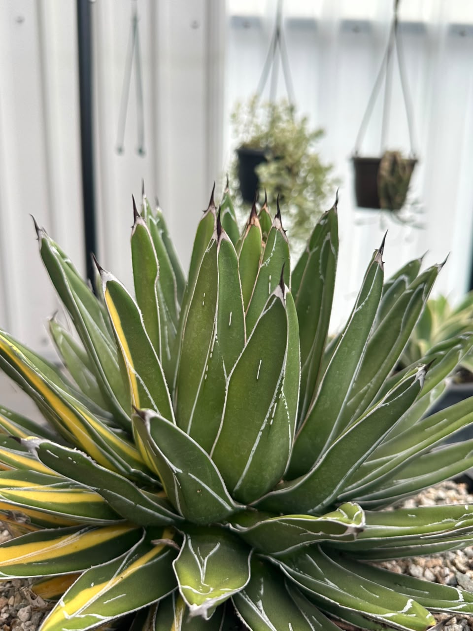 Agave Victoria reginae variegado