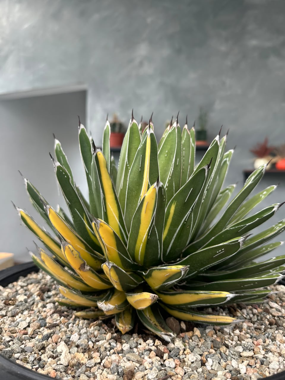 Agave Victoria reginae variegado
