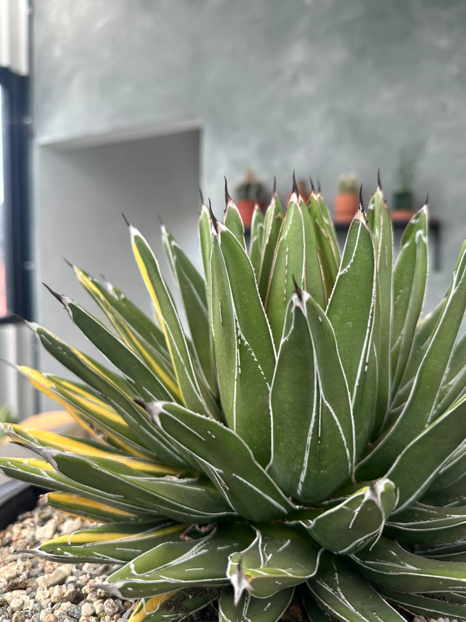 Agave Victoria reginae variegado